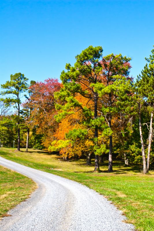 Late Summer Gravel Clearing
